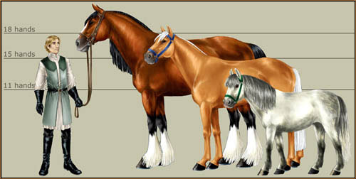 File:Horse sizes.jpg