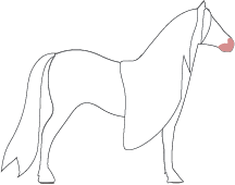 File:Horse-lyonesse-pure.png